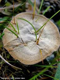 Attēlu rezultāti vaicājumam “Onnia tomentosa”