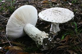 Attēlu rezultāti vaicājumam “Amanita strobiliformis”