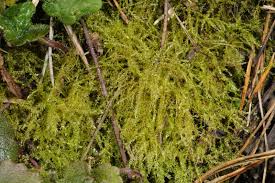 Attēlu rezultāti vaicājumam “Eurhynchium hians”