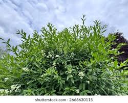 Attēlu rezultāti vaicājumam “Ligustrum vulgare”