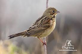 Image result for Emberiza fucata