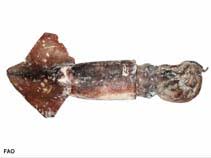 Image result for Dosidicus gigas