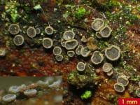 Attēlu rezultāti vaicājumam “Hyphodiscus hymeniophilus”