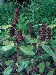 Attēlu rezultāti vaicājumam “Prunella vulgaris leaf”