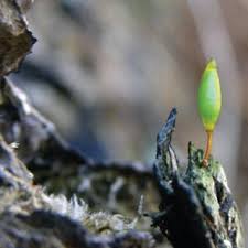 Attēlu rezultāti vaicājumam “Gymnostomum calcareum macro”