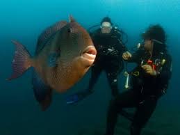 Image result for Canary Divers