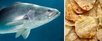 Image result for Polysteganus undulosus