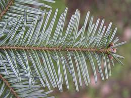 Attēlu rezultāti vaicājumam “Abies veitchii”