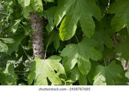 Attēlu rezultāti vaicājumam “Kalopanax septemlobus”