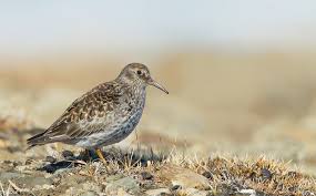 Attēlu rezultāti vaicājumam “Calidris maritima”