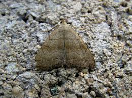 Attēlu rezultāti vaicājumam “Herminia tarsicrinalis”