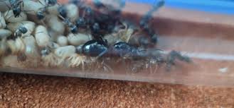 Attēlu rezultāti vaicājumam “Formica rufa pupa”