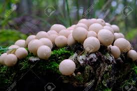 Attēlu rezultāti vaicājumam “Lycoperdon pyriforme young”