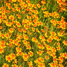 Attēlu rezultāti vaicājumam “Tagetes”