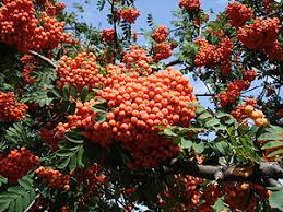 Attēlu rezultāti vaicājumam “Sorbus aucuparia”