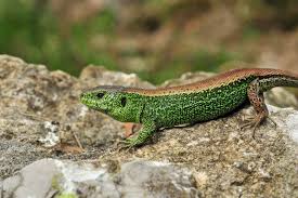 Attēlu rezultāti vaicājumam “Lacerta agilis male”