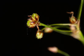 Attēlu rezultāti vaicājumam “Luzula pilosa fruit”