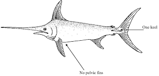 Image result for Xiphias gladius