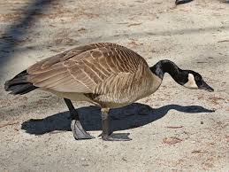 Attēlu rezultāti vaicājumam “Branta canadensis adult”