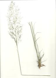 Attēlu rezultāti vaicājumam “Stemonitopsis subcaespitosa stalked”