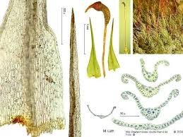 Attēlu rezultāti vaicājumam “Dicranella varia”