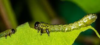 Attēlu rezultāti vaicājumam “Argidae larva”