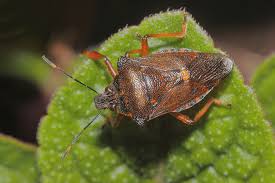 Attēlu rezultāti vaicājumam “Pinthaeus sanguinipes”