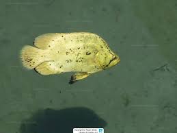 Image result for Lobotes surinamensis