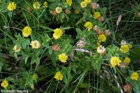 Attēlu rezultāti vaicājumam “Trifolium aureum fruit”