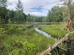 Image result for Epping Runners