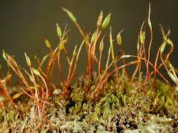 Attēlu rezultāti vaicājumam “Didymodon tophaceus sporophyte”