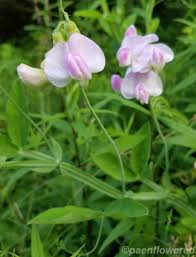 Attēlu rezultāti vaicājumam “Lathyrus latifolius bud”