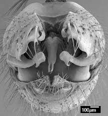 Attēlu rezultāti vaicājumam “Choerades sp.”