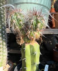 Attēlu rezultāti vaicājumam “Collaria rubens stalked”