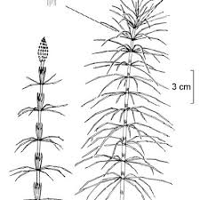 Attēlu rezultāti vaicājumam “Equisetum pratense”