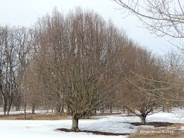 Attēlu rezultāti vaicājumam “Carpinus betulus”