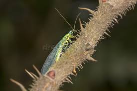 Attēlu rezultāti vaicājumam “Chrysopidae imago”