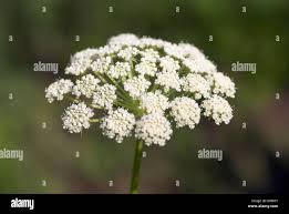 Attēlu rezultāti vaicājumam “Libanotis montana flower”