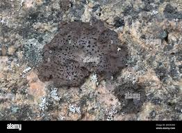 Attēlu rezultāti vaicājumam “Dermatocarpon miniatum”