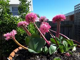 Attēlu rezultāti vaicājumam “Betula humilis female flower”