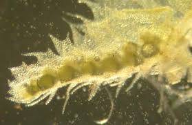 Attēlu rezultāti vaicājumam “Lophocolea minor”