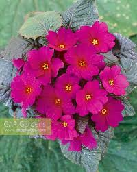 Attēlu rezultāti vaicājumam “Primula x polyantha”