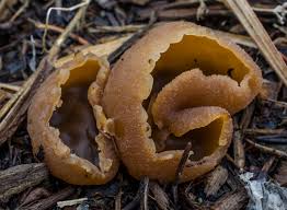 Attēlu rezultāti vaicājumam “Peziza vesiculosa”