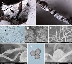 Attēlu rezultāti vaicājumam “Diderma chondrioderma spores”