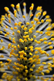 Attēlu rezultāti vaicājumam “Salix cinerea male flower”
