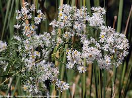 Image result for Aster lanceolatus