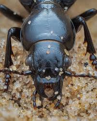 Attēlu rezultāti vaicājumam “Broscus cephalotes”