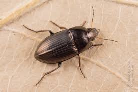 Attēlu rezultāti vaicājumam “Amara sp.”