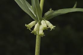 Attēlu rezultāti vaicājumam “Polygonatum verticillatum”