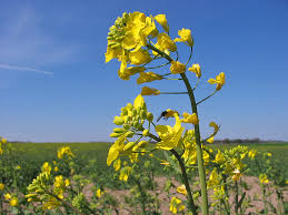 Attēlu rezultāti vaicājumam “Brassica napus flower”